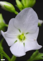 Veronica catarractae. Flower of a pure white form; usually the corolla has a magenta eye surrounding the throat. Scale = 1 mm.
 Image: P.J. Garnock-Jones © P.J. Garnock-Jones CC-BY-NC 3.0 NZ